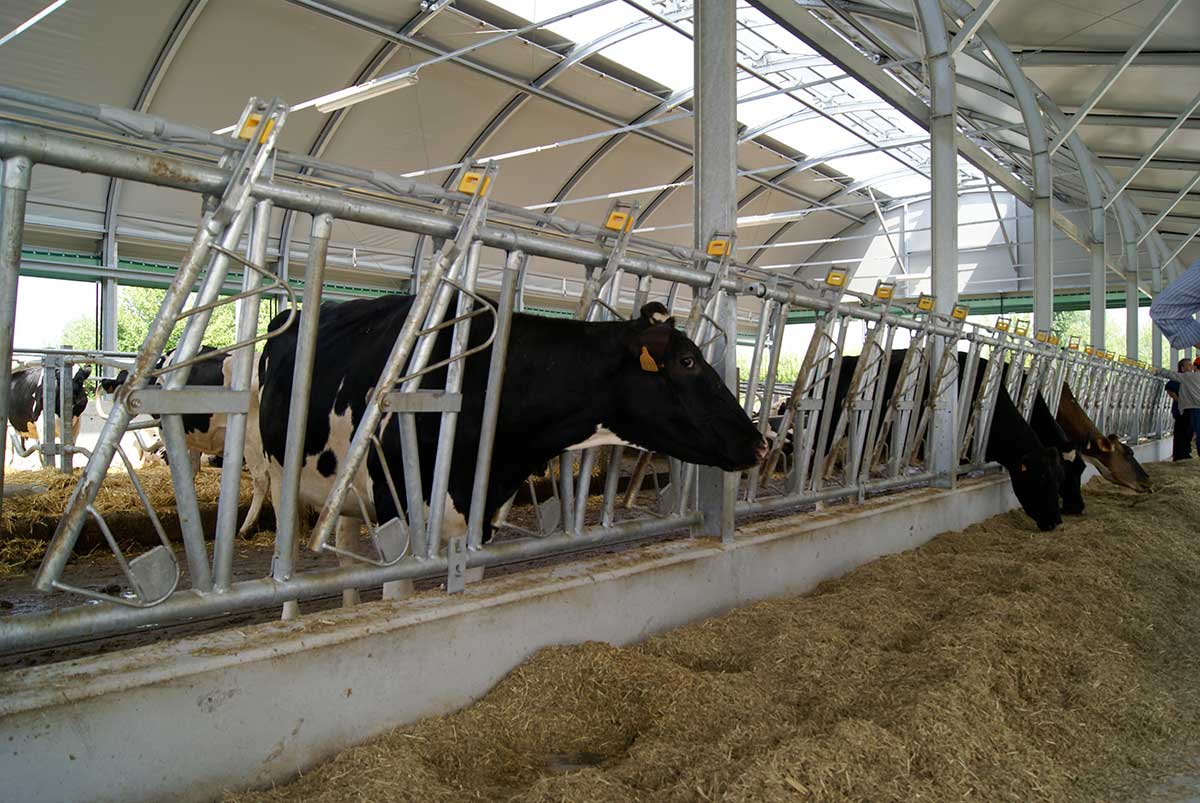 Tunnel for Cattle