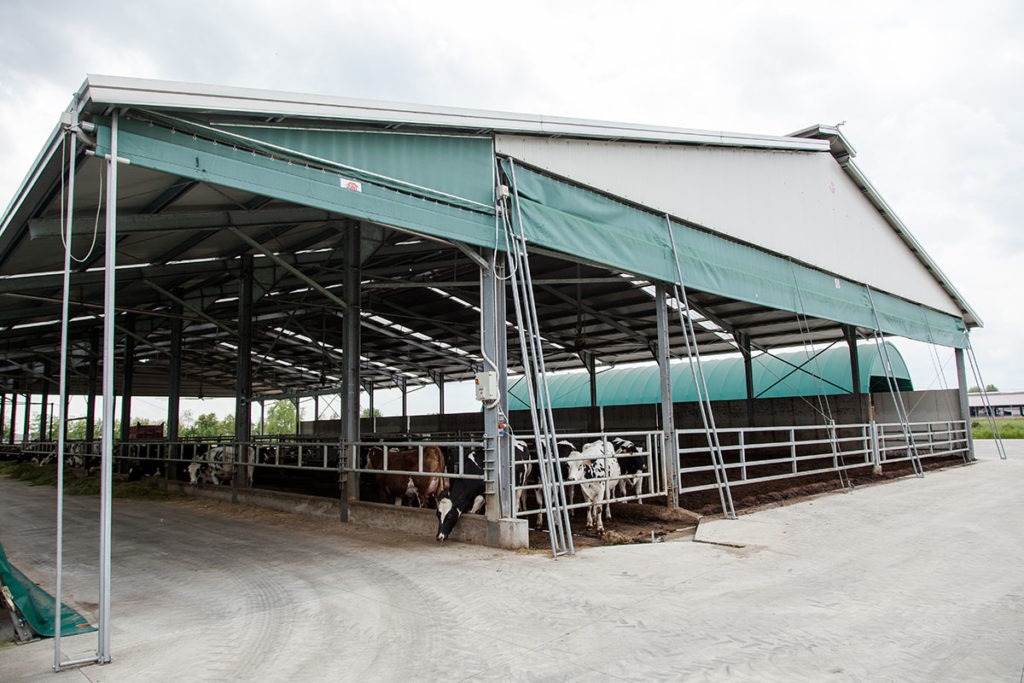 stalla bovini e bufale, cattle and buffalo shed, Rinder und Büffelstall