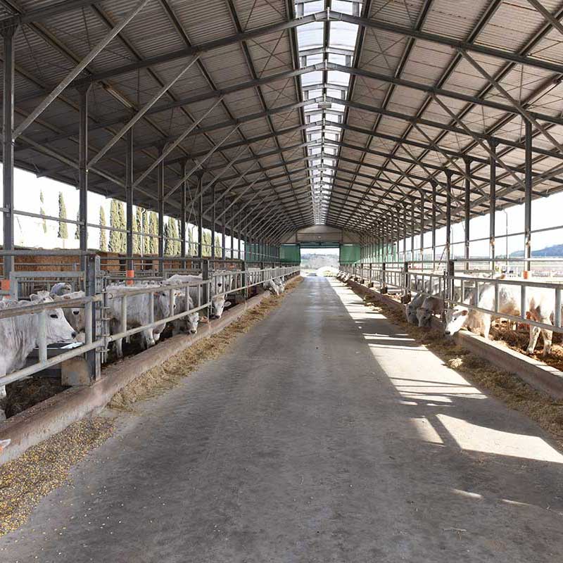 Cattle and buffalo shed