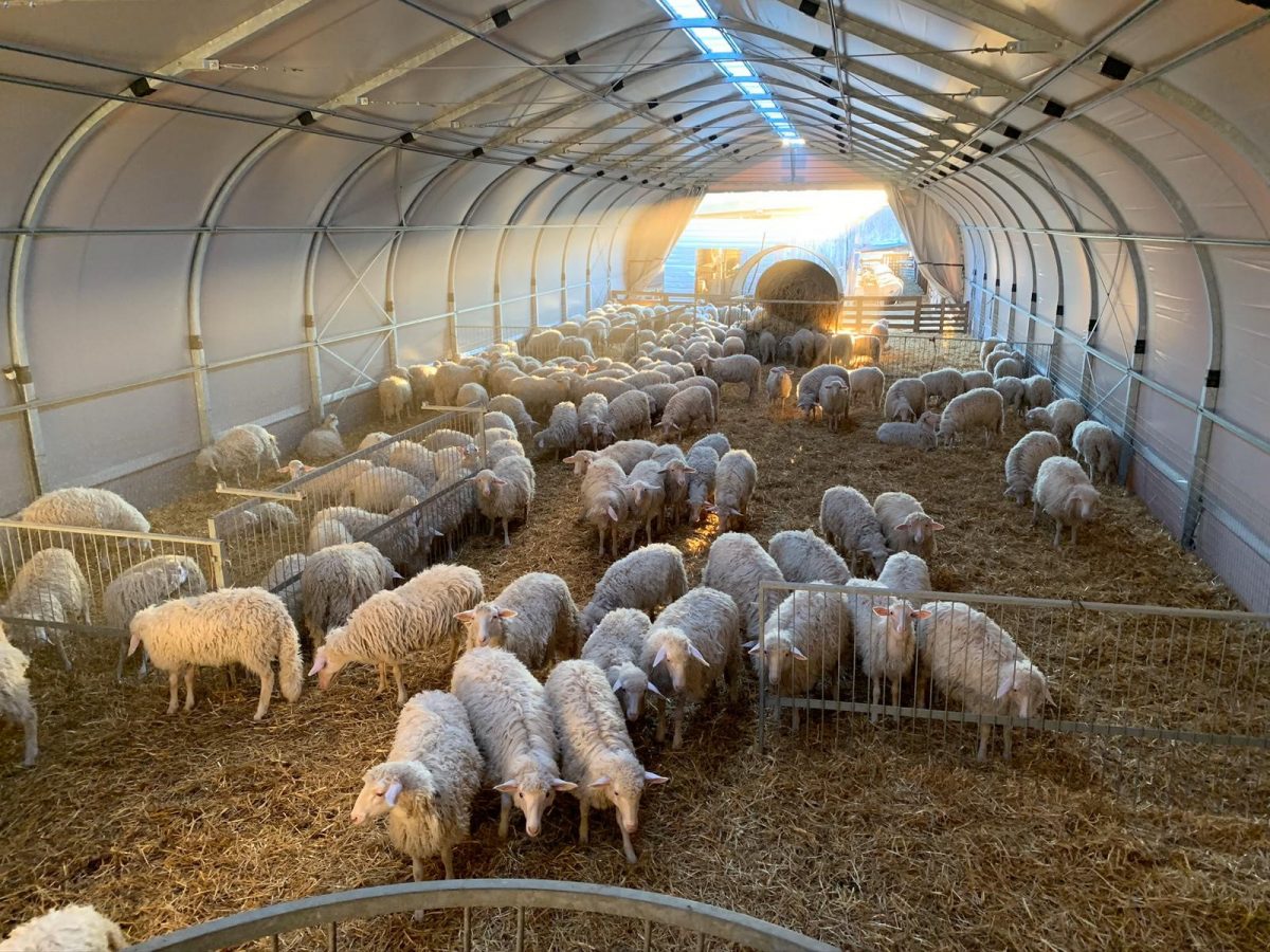 Sheep and goat fabric farm shelter