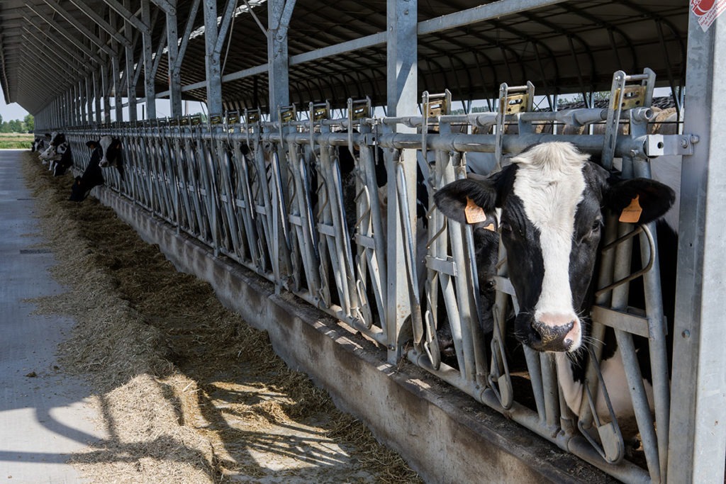 Autocatture per bovini, Cattle and buffalo self-locking yokes, Selbstfanggitter für Rinder