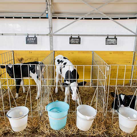 Newborn calf pens