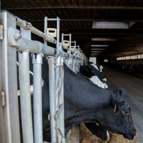 Cattle and buffalo self-locking yokes