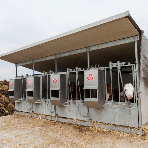 Floor-standing calf pen