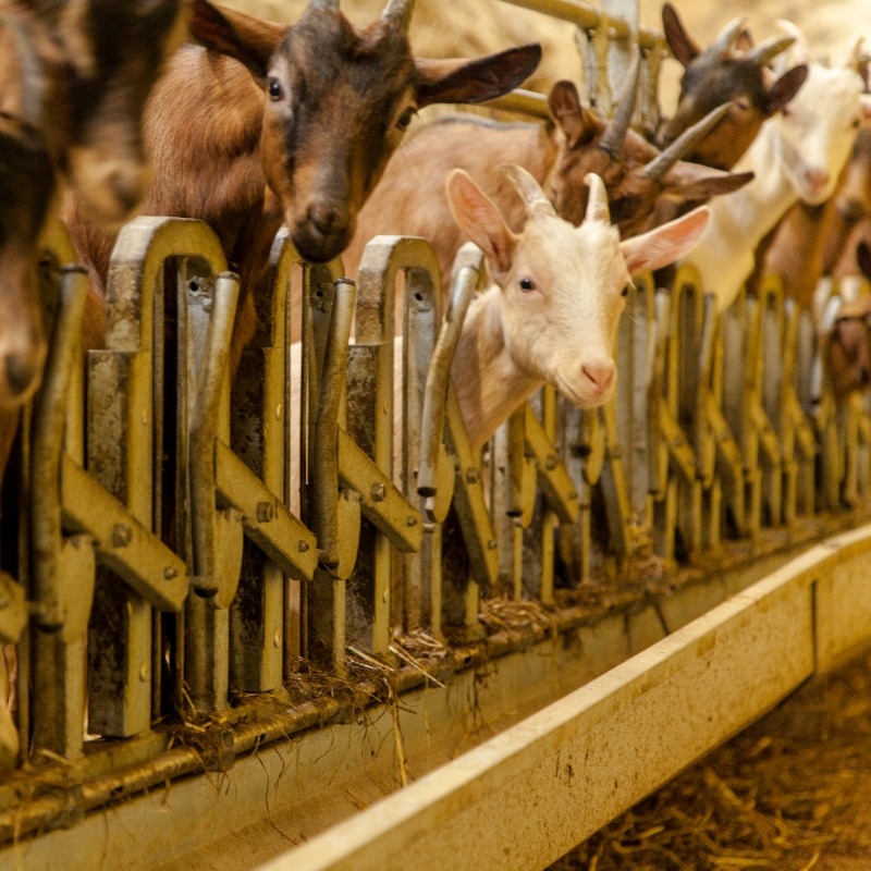 Sheep and goat self-locking yokes