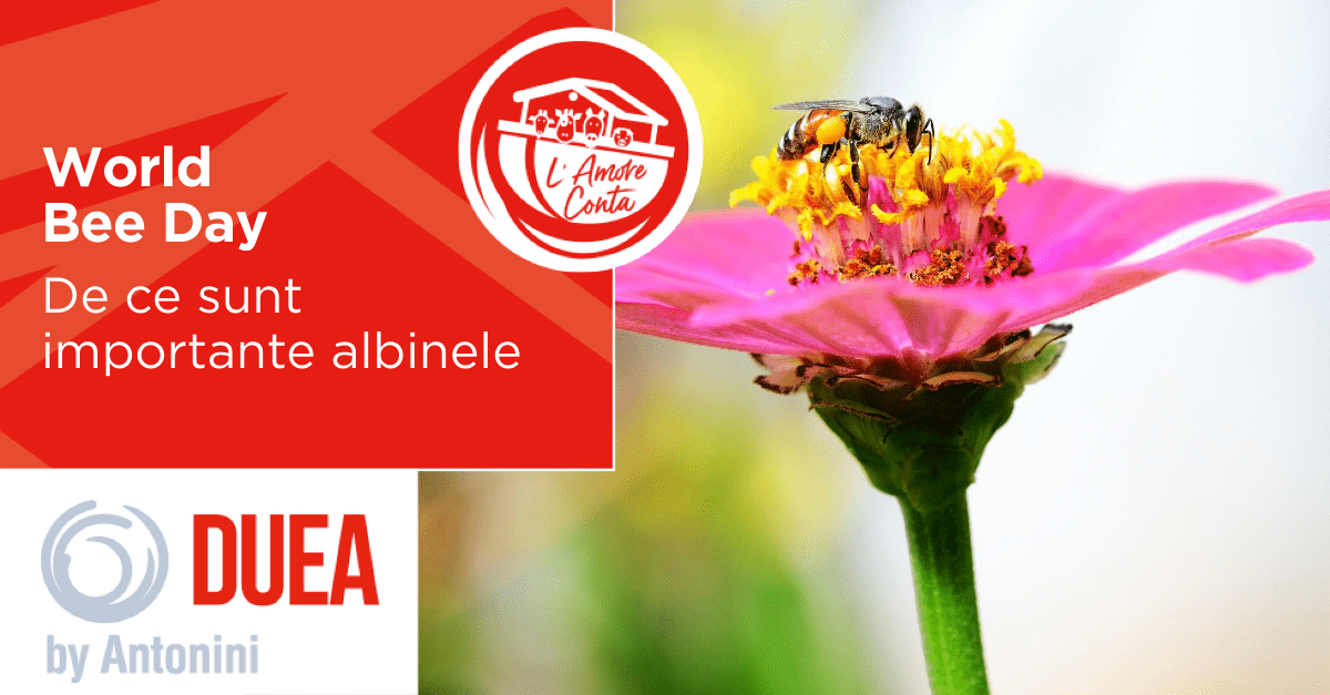 World Bee Day – De ce sunt importante albinele